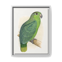 Mealy Amazon (Amazona farinosa) colored wood-engraved plate by Alexander Francis Lydon - NOMADEN ART GALLERY