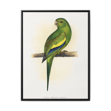 Canary-Winged Conure ( Brotogeris versicolurus) colored wood-engraved plate by Alexander Francis Lydon - NOMADEN ART GALLERY