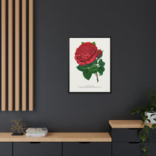 Red rose, American Beauty lithograph. Digitally enhanced from our own original 1900 edition plates of Botanical Specimen published by Rochester Lithographing