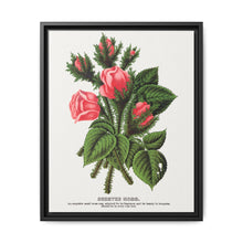 Pink roses, Crested Moss lithograph. Digitally enhanced from our own original 1900 edition plates of Botanical Specimen published by Rochester Lithographing - NOMADEN ART GALLERY