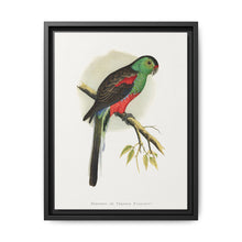 Beautiful or Paradise Parrakeet (Psephotus pulcherrimus) colored wood-engraved plate by Alexander Francis Lydon - NOMADEN ART GALLERY