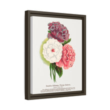 Double Althea in 3 colors lithograph. Digitally enhanced from our own original 1900 edition plates of Botanical Specimen published by Rochester Lithographing