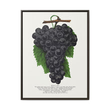 Early Ohio grape lithograph. Digitally enhanced from our own original 1900 edition plates of Botanical Specimen published by Rochester Lithographing - NOMADEN ART GALLERY