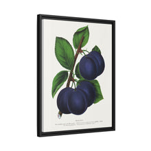Niagara plum lithograph. Digitally enhanced from our own original 1900 edition plates of Botanical Specimen published by Rochester Lithographing