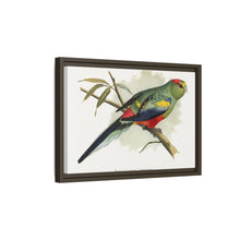 Many-Coloured Parrakeet (Psephotellus varius) colored wood-engraved plate by Alexander Francis Lydon