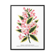 Pink flowers, Weigela lithograph (1900) - NOMADEN ART GALLERY