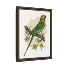 Alexandrine Parakeet (Psittacula eupatria) colored wood-engraved plate by Alexander Francis Lydon.