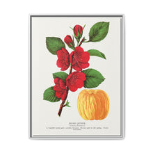 Japan Quince tree lithograph. Digitally enhanced from our own original 1900 edition plates of Botanical Specimen published by Rochester Lithographing - NOMADEN ART GALLERY