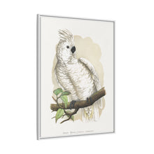 Placa xilográfica coloreada de la cacatúa de cresta blanca (Cacatua alba) de Alexander Francis Lydon