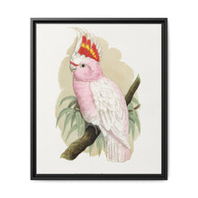 Leadbeater's Cockatoo (Lophochroa leadbeateri) colored wood-engraved plate by Alexander Francis Lydon - NOMADEN ART GALLERY
