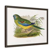 Turquoisine (Neophema pulchella) colored wood-engraved plate by Alexander Francis Lydon