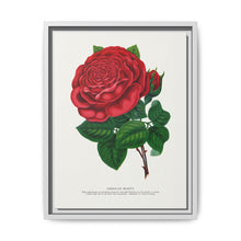 Red rose, American Beauty lithograph. Digitally enhanced from our own original 1900 edition plates of Botanical Specimen published by Rochester Lithographing - NOMADEN ART GALLERY