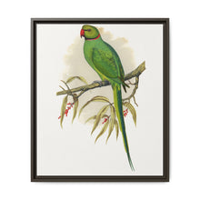 Ring-Necked or Bengal Parakeet (Psittacula columboides) colored wood-engraved plate by Alexander Francis Lydon - NOMADEN ART GALLERY