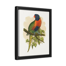 Blue Mountain Lory (Trichoglossus moluccanus) colored wood-engraved plate by Alexander Francis Lydon. - NOMADEN ART GALLERY