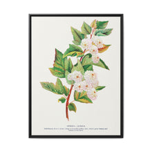 Spirea Aurea flowers lithograph. Digitally enhanced from our own original 1900 edition plates of Botanical Specimen published by Rochester Lithographing - NOMADEN ART GALLERY