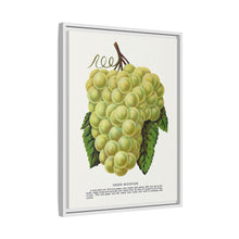 Green Mountain grape lithograph. Digitally enhanced from our own original 1900 edition plates of Botanical Specimen published by Rochester Lithographing