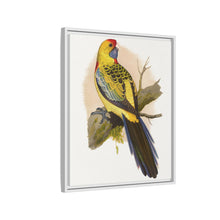 Lydon's Yellow-Rumped Parrakeet | Vintage Bird Wall Art Print