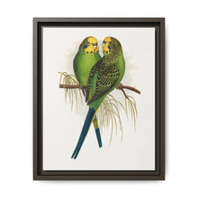 Budgerigar (Melopsittacus undulatus) colored wood-engraved plate by Alexander Francis Lydon - NOMADEN ART GALLERY