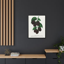 Lucretia Dewberry lithograph. Digitally enhanced from our own original 1900 edition plates of Botanical Specimen published by Rochester Lithographing