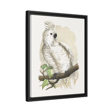 Placa xilográfica coloreada de la cacatúa de cresta blanca (Cacatua alba) de Alexander Francis Lydon