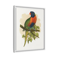 Blue Mountain Lory (Trichoglossus moluccanus) colored wood-engraved plate by Alexander Francis Lydon.