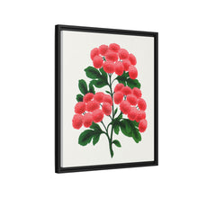 Paul's New Double Flowering Thorn lithograph. Digitally enhanced from our own original 1900 edition plates of Botanical Specimen published by Rochester Lithographing