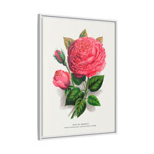 Pink rose, Anna De Diesbach lithograph. Digitally enhanced from our own original 1900 edition plates of Botanical Specimen published by Rochester Lithographing