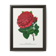 Red rose, American Beauty lithograph. Digitally enhanced from our own original 1900 edition plates of Botanical Specimen published by Rochester Lithographing - NOMADEN ART GALLERY
