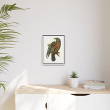 Mountain Parrot (Nestor notabilis) colored wood-engraved plate by Alexander Francis Lydon