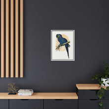 Hyacinthine Macaw (Anodorhynchus hyacinthinus) colored wood-engraved plate by Alexander Francis Lydon.