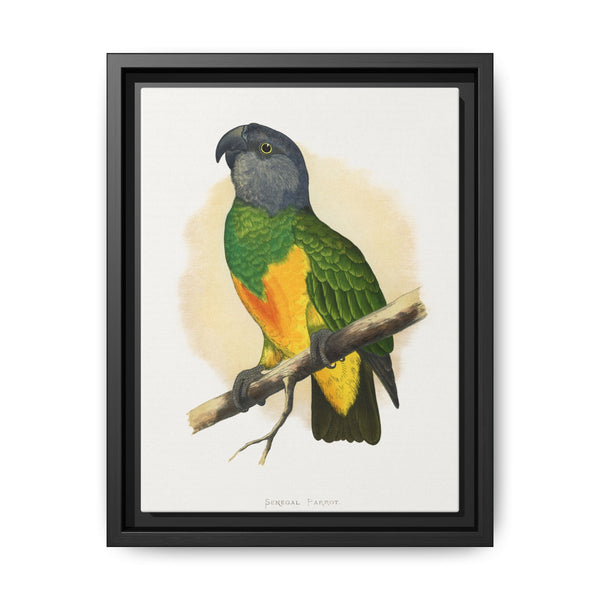 Senegal Parrot (Poicephalus senegalus) colored wood-engraved plate by Alexander Francis Lydon. - NOMADEN ART GALLERY