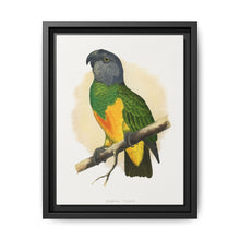 Senegal Parrot (Poicephalus senegalus) colored wood-engraved plate by Alexander Francis Lydon. - NOMADEN ART GALLERY