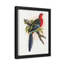 Rose-Hill or Rosella Parrakeet (Platycercus eximius) colored wood-engraved plate by Alexander Francis Lydon - NOMADEN ART GALLERY