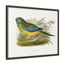 Turquoisine (Neophema pulchella) colored wood-engraved plate by Alexander Francis Lydon