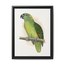 Yellow-Naped Amazon (Amazona auropalliata) colored wood-engraved plate by Alexander Francis Lydon - NOMADEN ART GALLERY