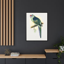 Barnard's Parrakeet (Barnardius barnardi) colored wood-engraved plate by Alexander Francis Lydon