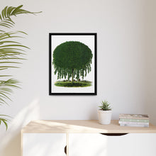 Kilmarnock Weeping Willow tree lithograph. Digitally enhanced from our own original 1900 edition plates of Botanical Specimen published by Rochester Lithographing