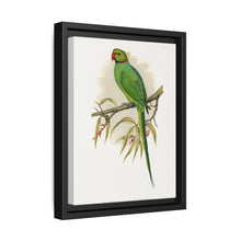 Ring-Necked or Bengal Parakeet (Psittacula columboides) colored wood-engraved plate by Alexander Francis Lydon - NOMADEN ART GALLERY