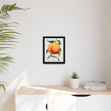 Foster peach lithograph. Digitally enhanced from our own original 1900 edition plates of Botanical Specimen published by Rochester Lithographing - NOMADEN ART GALLERY