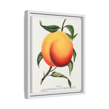 Foster peach lithograph. Digitally enhanced from our own original 1900 edition plates of Botanical Specimen published by Rochester Lithographing