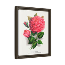Pink rose, Anna De Diesbach lithograph. Digitally enhanced from our own original 1900 edition plates of Botanical Specimen published by Rochester Lithographing