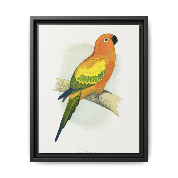 Sun Parrakeet (Aratinga solstitialis) colored wood-engraved plate by Alexander Francis Lydon - NOMADEN ART GALLERY