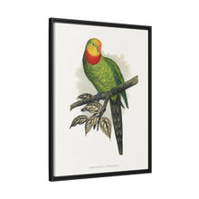 Barraband's Parakeet (Polytelis swainsonii) colored wood-engraved plate by Alexander Francis Lydon