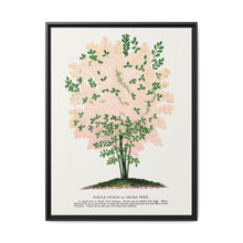 Purple Fringe tree lithograph. Digitally enhanced from our own original 1900 edition plates of Botanical Specimen published by Rochester Lithographing - NOMADEN ART GALLERY