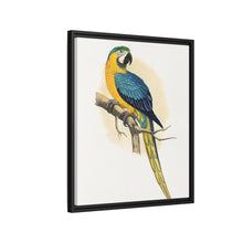 Blue and Yellow Macaw (Ara ararauna) colored wood-engraved plate by Alexander Francis Lydon