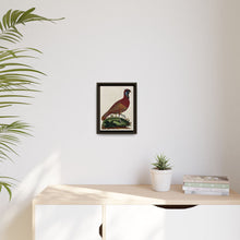 A horned Indian pheasant standing on the grass by J. Pass after J. E. Ihle.