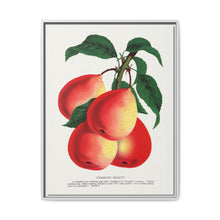 Vermont Beauty pear lithograph. Digitally enhanced from our own original 1900 edition plates of Botanical Specimen published by Rochester Lithographing - NOMADEN ART GALLERY