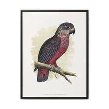 Dusky or Violet Parrot (Pionus fuscus) colored wood-engraved plate by Alexander Francis Lydon. - NOMADEN ART GALLERY
