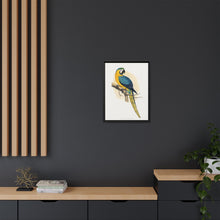 Blue and Yellow Macaw (Ara ararauna) colored wood-engraved plate by Alexander Francis Lydon