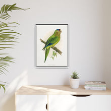 Petz's Conure (Aratinga canicularis) colored wood-engraved plate by Alexander Francis Lydon